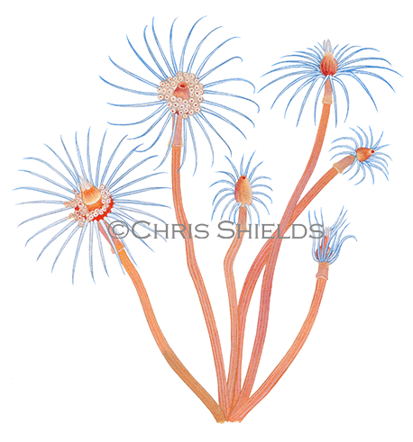 Illustration of Oaten Pipes Hydroid (Tubularia indivisa) (#4608)