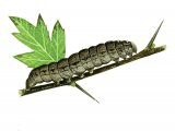 Illustration of Old Lady Moth Caterpillar (Mormo maura) (#2209)