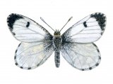 Illustration of Orange Tip (female) Anthocharis cardamines (#0313)
