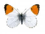 Illustration of Orange Tip (male) Anthocharis cardamines 02  (#0314)