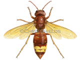 Illustration of Oriental Hornet�(Vespa orientalis) (#4666)