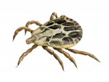 Illustration of Ornate Cow Tick (Dermacentor reticulatus) un-fed male (#3891)