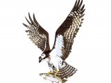 Illustration of Osprey in flight (Pandion haliaetus) (#2233)