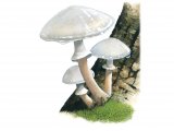 Illustration of Oudemansiella mucida (Porcelain Fungus) (#3929)