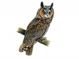 Illustration of Long-eared Owl (Asio otus) (#0816)