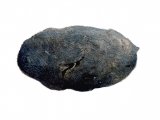 Illustration of Barn Owl Pellet (Tyto alba) (#0533)