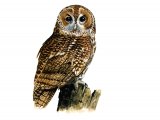 Illustration of Tawn Owl (Strix aluco) (#0531)