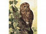 Illustration of Tawn Owl (Strix aluco) (#1230)