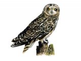Illustration of Short-eared Owl (Asio flammeus)  (#0817)