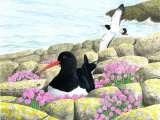 Illustration of Oystercatcher (Haematopus ostralegus) (#1730)