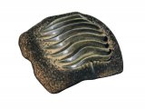 Illustration of Hybodont Shark Tooth Plate Fossil (Ptychodus) (#0468)