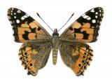 Illustration of Painted Lady (Vanessa cardui) (#0315)