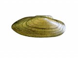 Illustration of Painters Mussel (Unio pictorum)  (#1652)