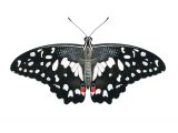 Illustration of Mariposa del Muerte (Papilio demoleus) (#2182)