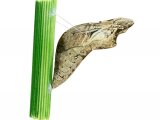 Illustration of Mariposa del Muerte Pupae (Papilio demoleus) (#2185)