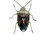 Illustration of Parent Bug (Elasmucha grisea) (#2368)