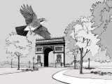 Illustration of Jay (Garrulus glandarius) (#0459)