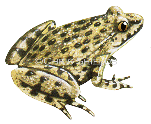 Illustration of Parsley Frog (Pelodytes puntatus) (#0755)