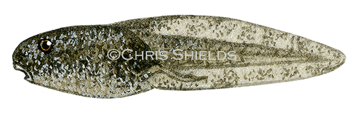 Illustration of Parsley Frog tadpole (Pelodytes puntatus) (#3110)