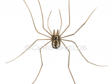 Illustration of Patterned Harvestman (Phalangium opilio) (#2878)