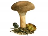 Illustration of Paxillus rubicundulus (#2009)