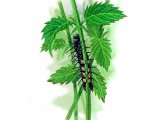 Illustration of Peacock Butterfly Caterpillar (Inachis io) (#1138)
