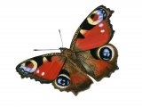 Illustration of Peacock (Inachis io) (#0316)