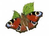 Illustration of Peacock (Inachis io) (#0319)