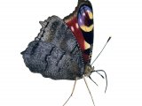 Illustration of Peacock Butterfly (Inachis io) (#3456)