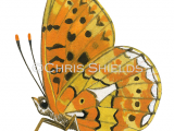 Illustration of Pearl-bordered Fritillary (Boloria euphrosyne) (#0328)