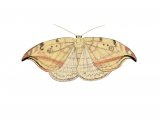 Illustration of Pebbled Hooktip (Drepana falcataria) (#2493)