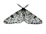 Illustration of Peppered Moth (Biston betularia) (#2466)