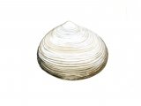 Illustration of Peppery Furrow Shell (Scobicularia plana) (#0787)