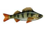 Illustration of Perch (Perca fluviatilis) (#2682)