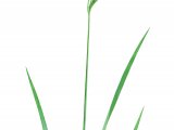 Illustration of Perennial Rye Grass (Lolium perenne)  (#2268)