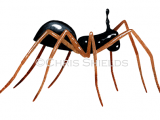 Illustration of Periscope Dwarf Spider (Walckenaeria acuminata) (#4701)