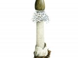 Illustration of Phallus impudicus var. togatus (#1943)