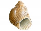 Illustration of Pheasant Shell (Tricolia pullis) (#1918)