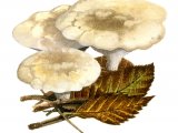 Illustration of Phellodon confluens (Fused Tooth) (#1705)