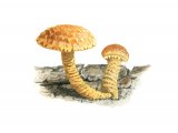 Illustration of Pholiota flammans (Flaming Scalycap) (#4231)