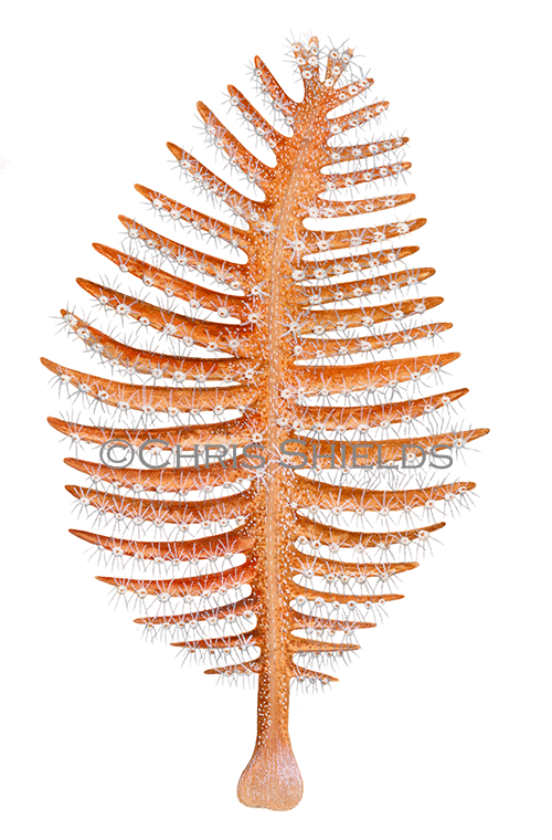 Illustration of Phosphorescent Sea Pen (Pennatula phosphorea) (#4609)