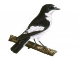 Illustration of Pied Flycatcher (Ficedula hypoleuca) (#3653)