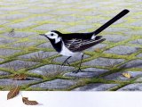 Illustration of Pied Wagtail (Motacilla alba) (#1177)