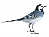 Illustration of Pied Wagtail female (Motacilla alba) (#1213)