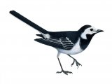 Illustration of Pied Wagtail female (Motacilla alba) (#1178)