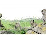 Illustration of Pika (Ochotona princeps) (#2380)