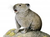 Illustration of Pika (Ochotona princeps) (#2381)