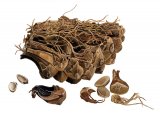 Illustration of Pine Cone opened by squirrel (#2247)