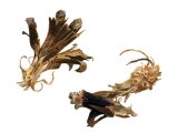 Illustration of Pine Cones eaten by mouse (#2249)