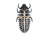 Illustration of Pine Ladybird Larvae (Exochomus 4-pustulata) (#1784)